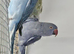 Indian Ringneck for sale proven. Aviary birds.