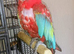 Macaw and large cage looking for new forever home prefers ladies