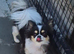 long coat chihuahua
