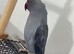 Blue Indian ring neck