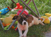Jack russell puppy for sale