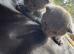 4 beautiful healthy British shorthair kittens