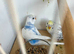 Young pretty budgies