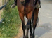 Stunning Bombproof Gelding.