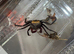 1x Purple & Yellow Vampire Crab