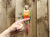 Pineapple conure