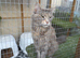 3 x 2year old female maine coon cats