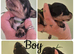 PRA CLEAR MINIATURE DACHSHUND PUPPIES