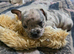 French bull dog cross chihuahua