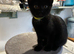 Pretty female kitten