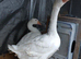 2 x emblem x sizzlepoot geese