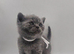 Stunning british shorthair kittens - ready to leave 21st july