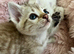 Pure Pedigree Blue Eyed Snow Bengal Kittens (Seal Lynx + Seal Mink Bengal Kittens) TICA parents