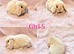 Baby Mini Lops (Ready 8/08)
