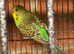Adult male healthy budgie