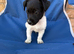 Jack Russell x Yorkshire terrier 2 boy pups READY TO GO