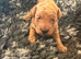 RED FOX TOY POODLE PUPPIES