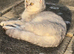 4 stunning cats available