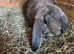 Pure Bred French Lop Boys