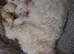wonderful puppies
