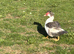 Trio of Muscovy ducks