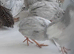 8 young Chinese painted quail