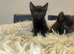&pound;400 1f3female black smoke savanna with markings