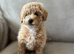 Poochon girl pups