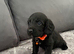 Pepper’s beautiful pups