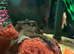 Bristlenose plecos
