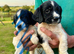 Springer spaniel puppies
