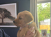 Goldador pups