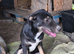 RONA - a Lovely Girl, for a Loving Home