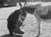 Look for a donkey