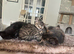 Stunning Mixed‑Breed British Shorthair Tabby Kittens &ndash; Ready to Reserve!