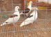 Saddle racing pigeons for sale