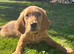 Last Boy KC Fox Red Golden retriever puppies