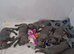Blue kc weimaraner puppies
