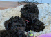 Asian toy poodle girls available ready for walks