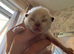 2 beautiful ragdoll boys left