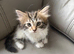 Bengal Maine coon cross kittens