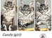 TICA registered Maine coon kittens READY NOW
