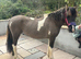 Dunn and white pony 3 years old