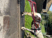 Halfbred gelding