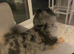 Black merle tri Pomeranian