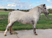 Miniature spotty pony.