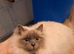 Male ragdoll