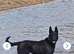 Belgian malinois pups