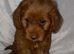 Cockapoo puppy’s for sale