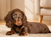 Miniature Long Haired female Dachshund puppies